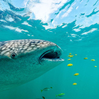 JAHAWI BERTOLLI on Remembering Kenya’s Coasts /194