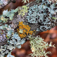KERRY KNUDSEN on Lichen and Life after Capitalism /116