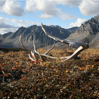 BILL McKIBBEN on Dampening the Blow of a Spiraling Climate /64