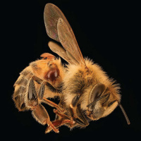 Dr. SAMUEL RAMSEY on Bee Population in Peril /210