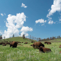 THERESA TWO BULLS on Uniting to Reclaim the Black Hills /50