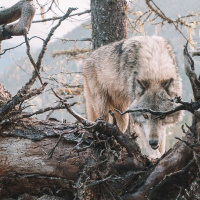 MIKE PHILLIPS on Gray Wolves and the Vitality of Death [ENCORE] /275