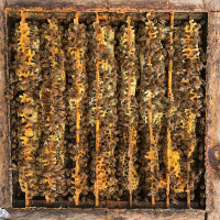 ANG ROELL on the Relations of the Beehive /301