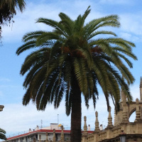 And a third marching band in Seville