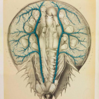 Baby Blue Blood Drive