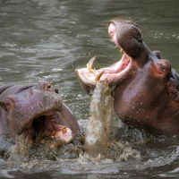 Making the Hippo Dance