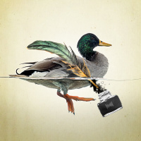 Sex, Ducks and the Founding Feud