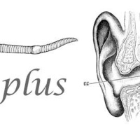 Earworms