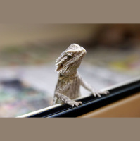 S5 Ep10: New Year, New Politics!