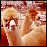 Vinyl Burns Surviving Improv