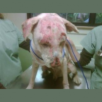 Tough to watch TV: the decision to show burned dog images