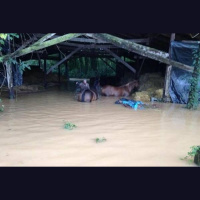 Horse Rescue Effort Intensifies With Evacuation Plans As Flood Waters Move To Coast Of South Carolina
