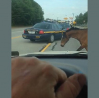 One of our #7Newsies talks about the horse running around in Greenville tonight!