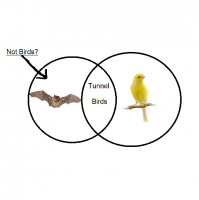 DDIY 42 - Tunnel Birds