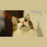 DDIY 27 - Letting the cat (blood) out of the bag