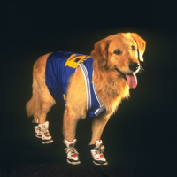 DDIY 22 - Air Bud XXII: Air Wolf