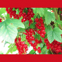 The Story of the Currant Bush