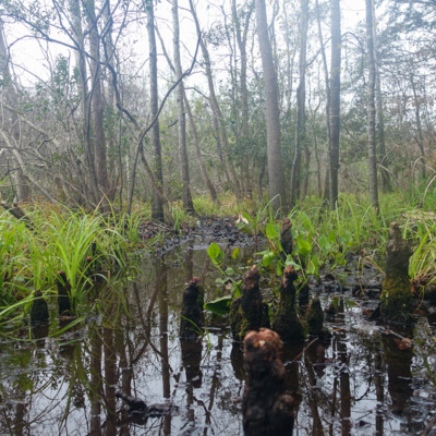 Singletracks Mountain Bike News