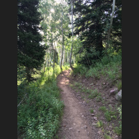 Singletrack Session #6