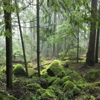 Singletrack Session #75