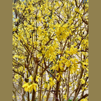 EP 252 We Are Rising at Accelerated Rates