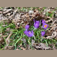 EP 249 New Moon and New Growth