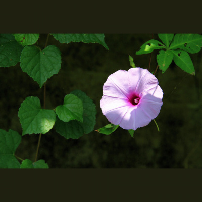 Spirit Source Connect: Infusing Spirit To Transform Your Life