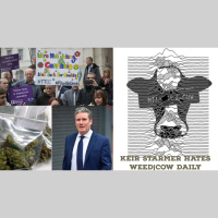 Keir Starmer hates weed|Cow Daily