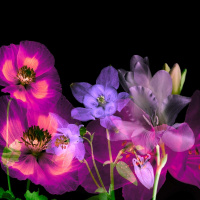 May Death Step to you with Flowers on The Dreams That Shape Us