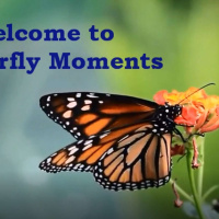 Butterfly Moments with Host Cynthia Jorden