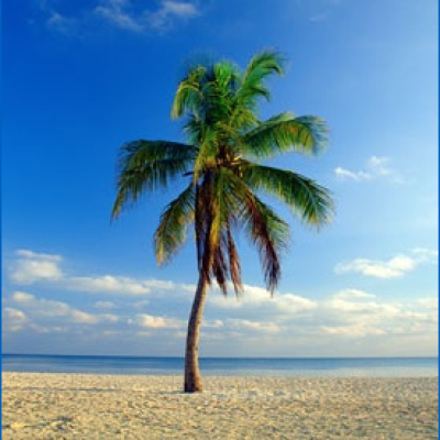 Sens Callups - Ottawa Senators Podcast