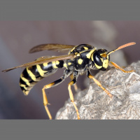 Episode 820 – Rocket Buzz-Ta Radio