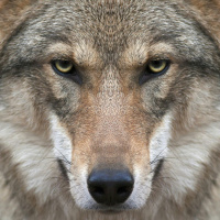 Wolfsburg Yes, Wolf Bagging No