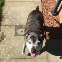 Dog this and dog that