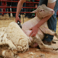Sheep shearing