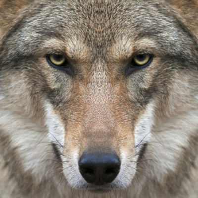 Heart And Hand - The Rangers Podcast