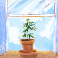 A Blunt Conversation about Cannabis w/ David Bienenstock