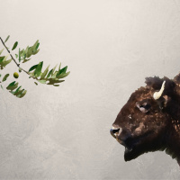 Palestine Pt. 8: Indigeneity and Settler-Colonialism w/ Krystal Two Bulls  Sumaya Awad