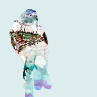 [TEASER] The More Than Human World