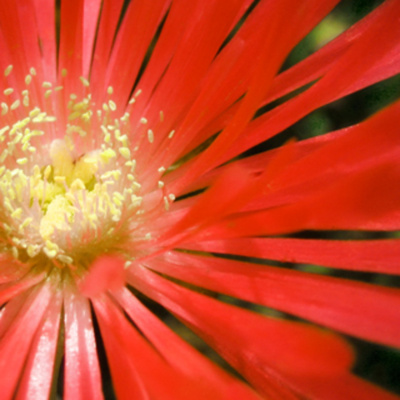 Kelsey Roses Podcast