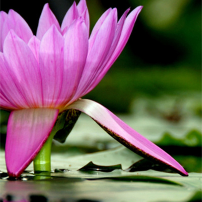 Kelsey Roses Podcast