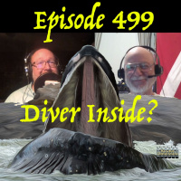 499 -Did a Scuba Diver Really Get Swallowed by a Whale  Why are Pipe Bombs in the Water?