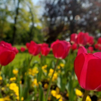 Treasures from The Jonesonian: Tulips Growing