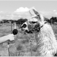 Sunroof Roadshow 07: A tale of two llamas