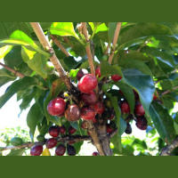 South African coffee Adventure