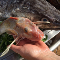 1683: Fish and Chips in aid of the @TheFishMish