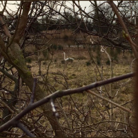 1775: Frustraitions with an injured swan and the RSPCA