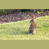 e502 — Humane Rabbits