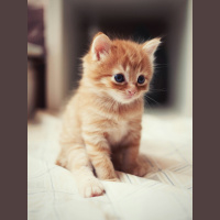 e519 — Clippy Kittens