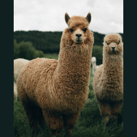 e509 — Maverick and Marbles